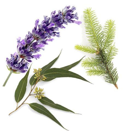 AromaMist Essential Oils 3-Pack - Eucalyptus, Lavender & Spruce, 4oz Bottles